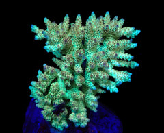 Acropora latistella (Premium (L) o 390