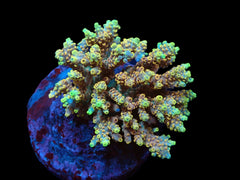 Acropora latistella (Ultra) (M) f 301