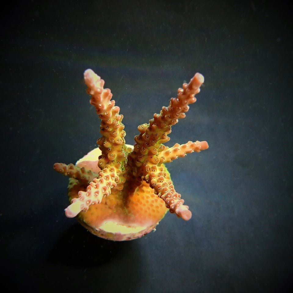 Acropora loisetteae
