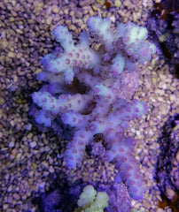 Acropora loripes