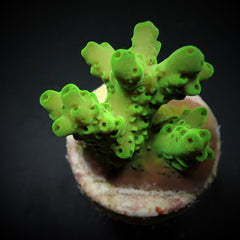 Acropora loripes