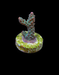 Acropora microclados (frag)