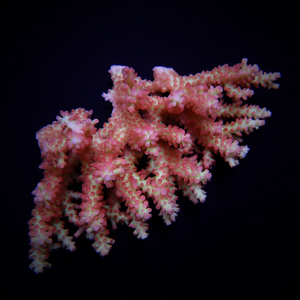 Acropora microclados (SSC)