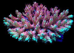 Acropora microclados (SSC)