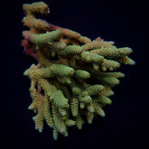 Acropora millepora