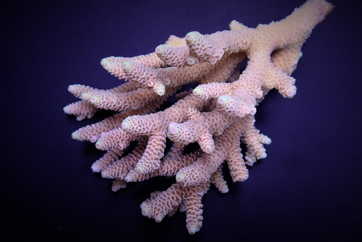 Acropora millepora