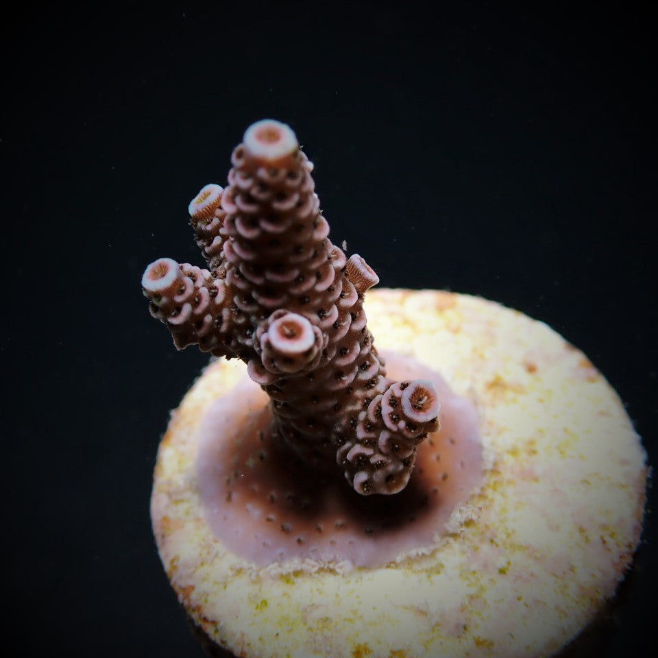 Acropora millepora