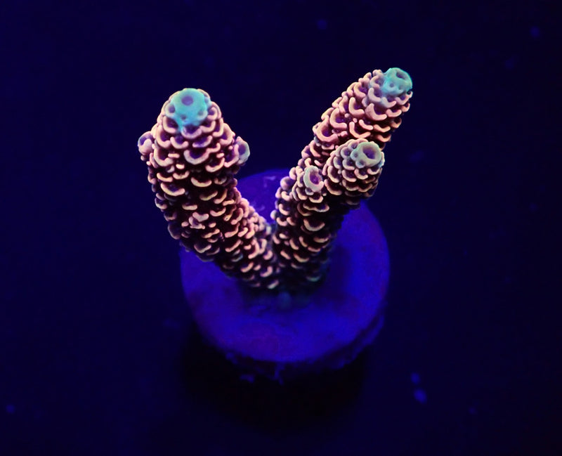 Acropora millepora (Red-Pink) (frag)