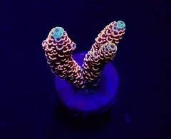Acropora millepora (Red-Pink) (frag)