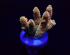 Acropora millepora (Rainbow) (frag)