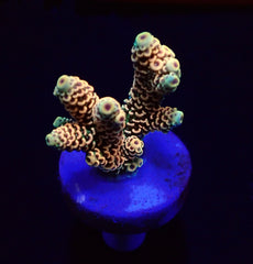 Acropora millepora (Rainbow) (frag)