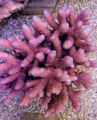 Acropora millepora (Red-Pink)
