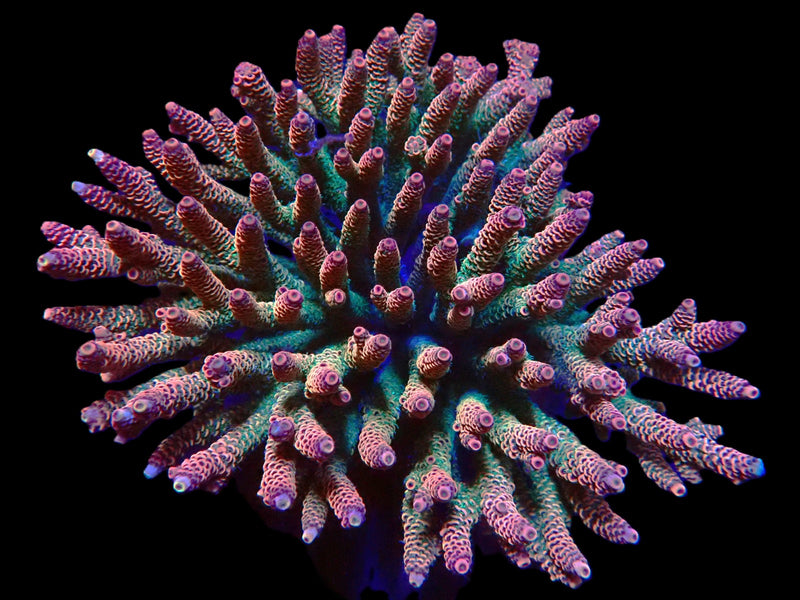 Echinophyllia sp. (Goldmeister) (M) pb 649