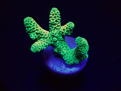 Acropora millepora (Yellow-Green) (frag)
