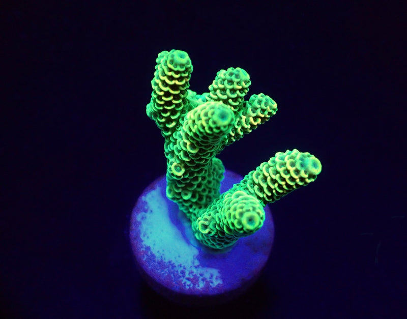 Acropora millepora (Yellow-Green) (frag)