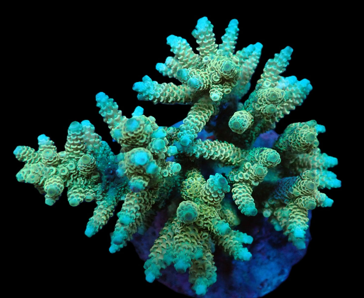 Acropora millepora (Yellow-Green) (L) f 310