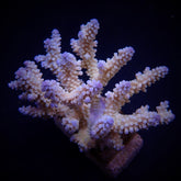 Acropora nasuta