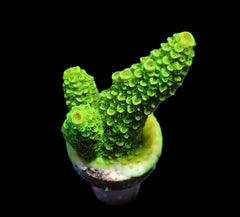 Acropora papillare (frag)