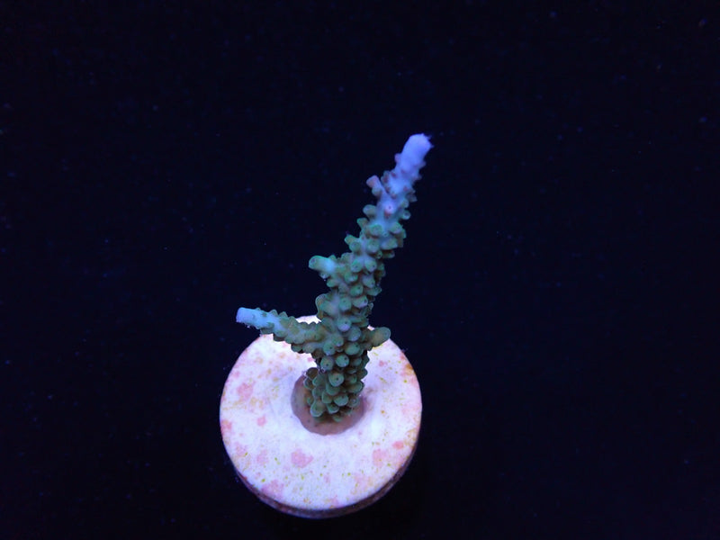 Acropora parilis (frag)