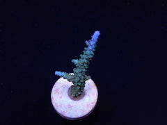 Acropora parilis (frag)