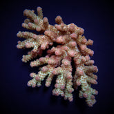 Acropora sarmentosa