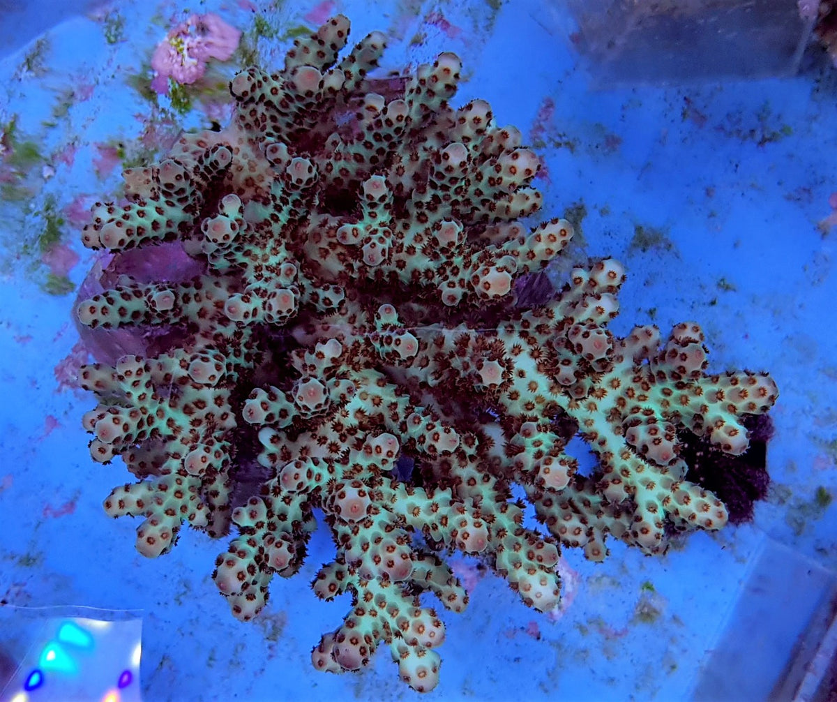 Acropora sarmentosa
