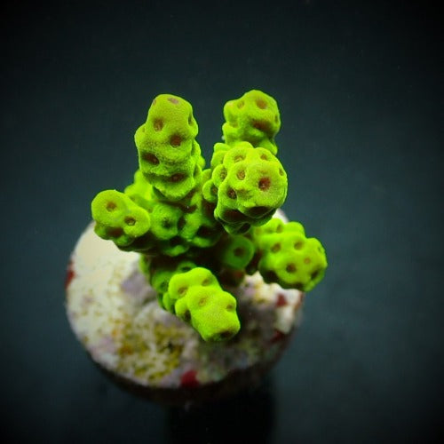 Acropora sarmentosa (frag)