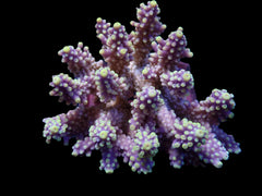 Acropora sp. (Coral Sea) (L) f 270