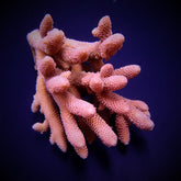 Acropora spathulata