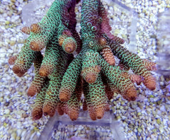 Acropora spathulata