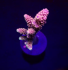 Acropora spp. (Ultra) (frag)