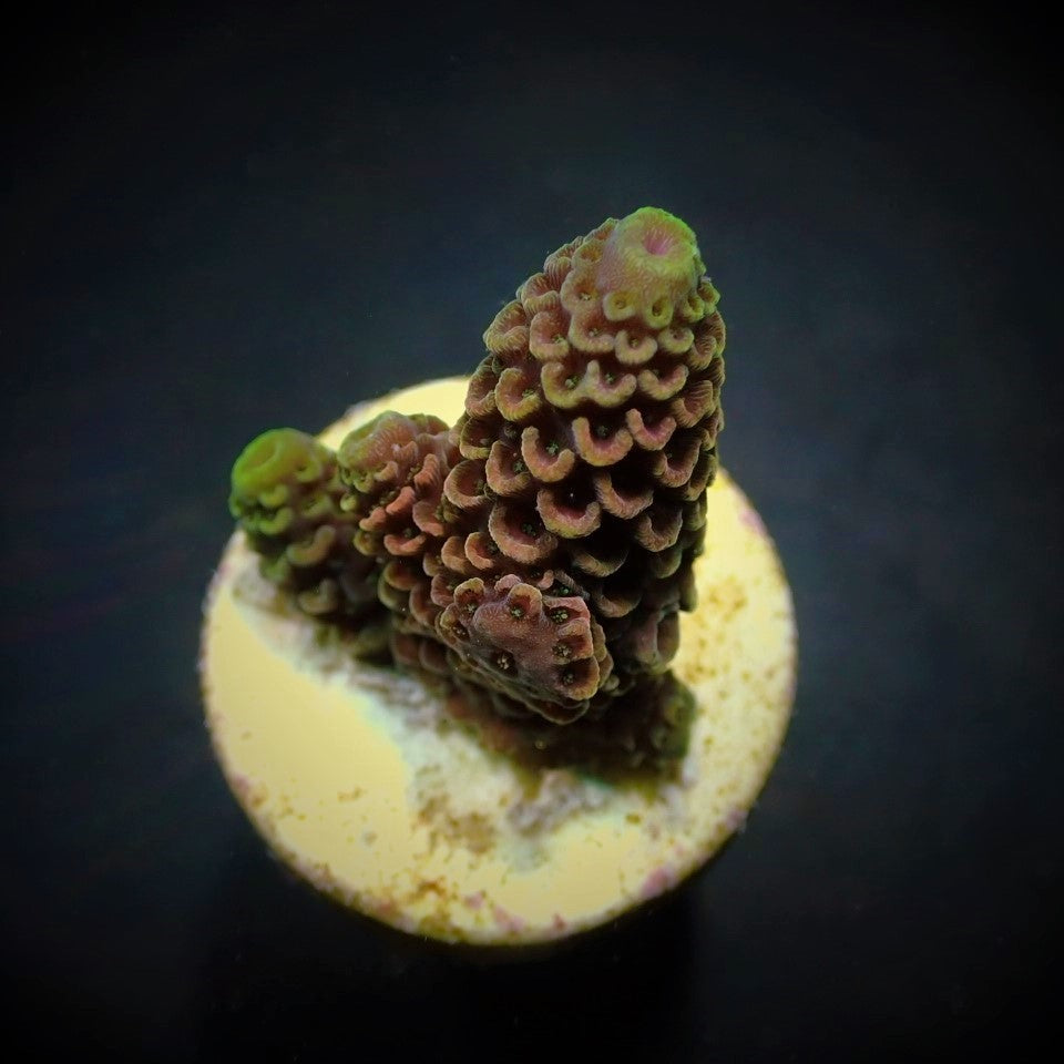 Acropora spathulata