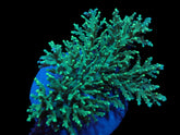 Acropora speciosa
