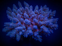 Acropora spp. (Blue)