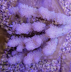 Acropora spp. (Blue)