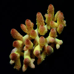Acropora spp. (Coral Sea) (Ultra) (Special Selected)