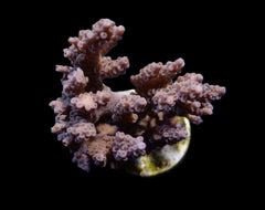 Acropora spp. (Cream-Common)