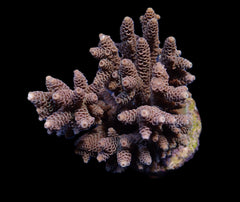 Acropora spp. (Cream-Common)