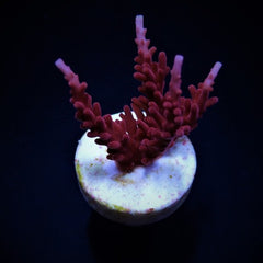 Acropora spp. (DJM Signature) (frag)