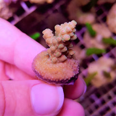 Acropora spp. (Grade A) (frag)