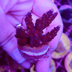 Acropora spp. (Grade A) (frag)