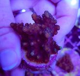 Acropora spp. (Grade A) (frag)
