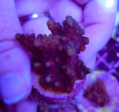 Acropora spp. (Grade A) (frag)