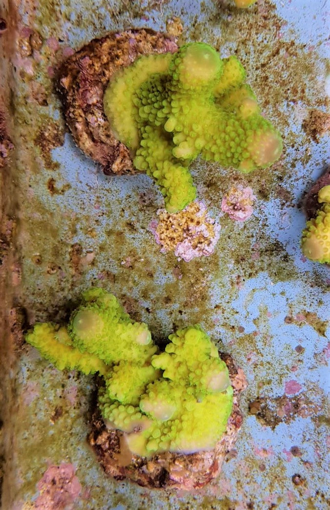 Acropora spp. (Maricultured)