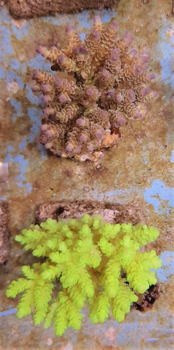 Acropora spp. (Maricultured)
