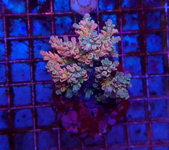 Acropora spp. (Maricultured) (Ultra)