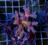 Acropora spp. (Maricultured) (Ultra)