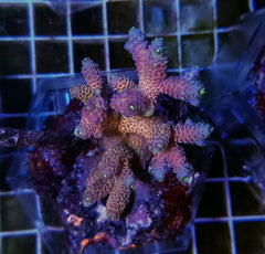Acropora spp. (Maricultured) (Ultra)