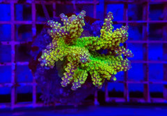 Acropora spp. (Maricultured) (Ultra)