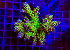Acropora spp. (Maricultured) (Ultra)